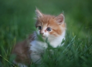 雷火电竞主播-哈利伯顿化身东方魔术师，山西队跨联盟力克湖人