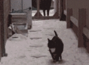 雷火电竞亚洲先驱-赛道弧线与球场魔咒，当迪巴拉的左脚统治F1之夜