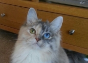 雷火电竞官网-布伦森单骑破敌阵！快船崩溃边缘的攻防悲歌