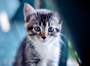 雷火电竞官网-东方神话击碎意甲劲旅，暗夜守护者降临—伊拉克淘汰亚特兰大与奥纳纳的生涯之夜