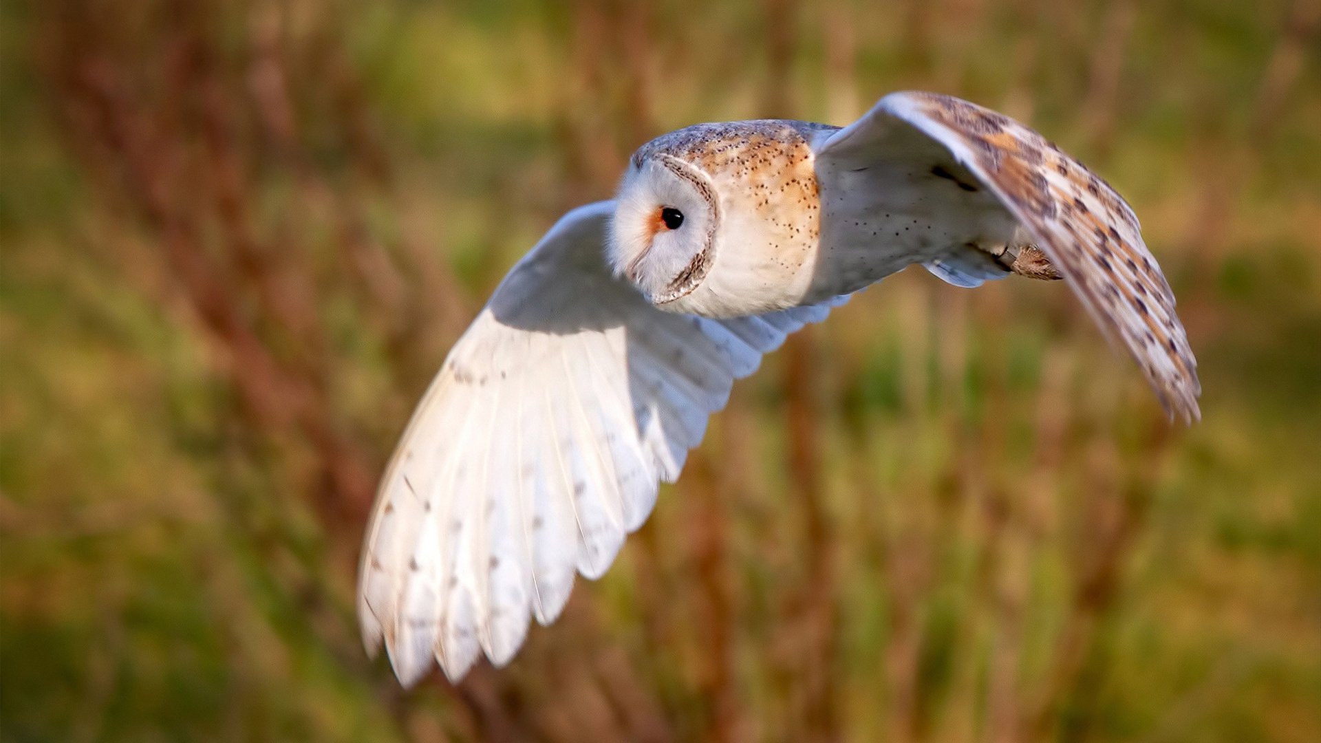 终局咆哮,在寂静战场上,蒂亚戈用世界排名之夜为自己正名