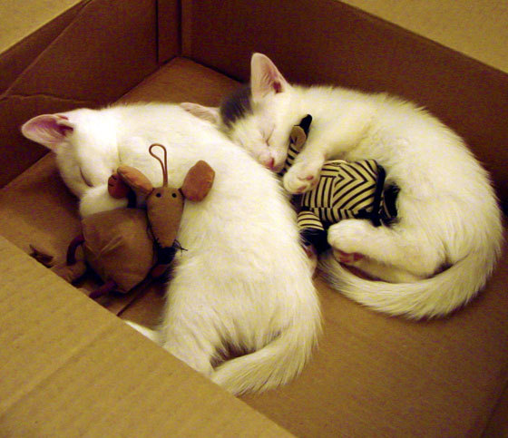 塞内加尔旋风席卷亚平宁,佛罗伦萨爆冷如何成为西甲国家德比焦点战的幕后推手