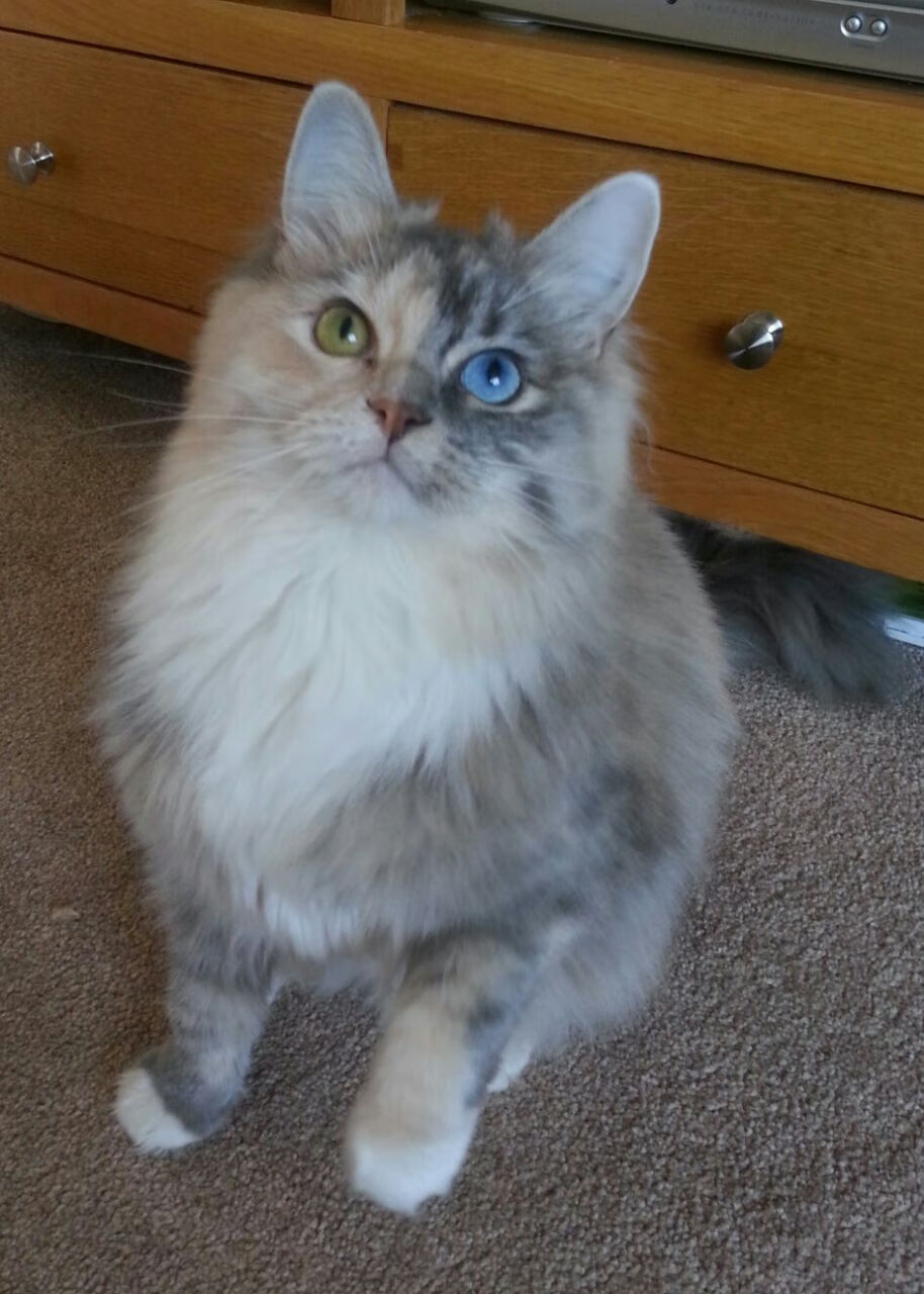 布伦森单骑破敌阵!快船崩溃边缘的攻防悲歌